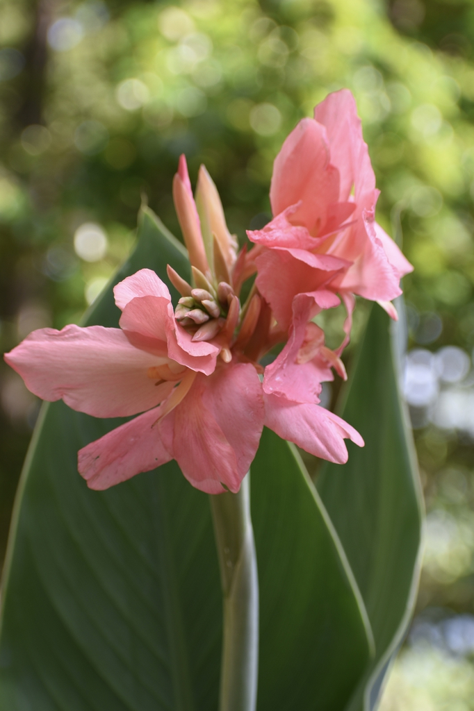 Canna glauca