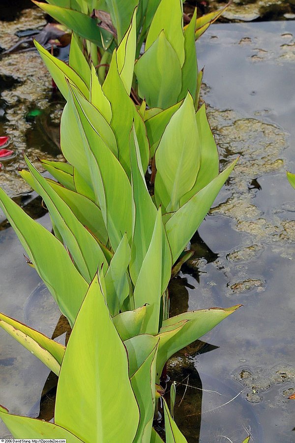'Canna glauca'