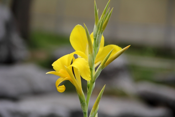 Canna glauca