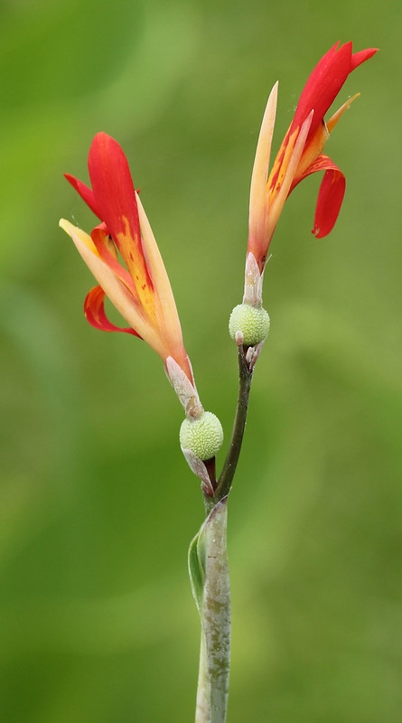 Narrow red flowers.