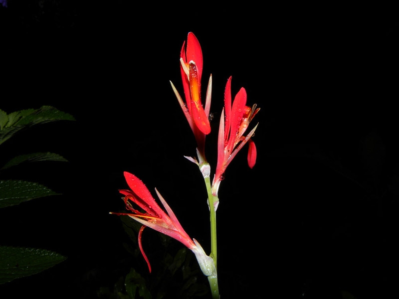 Red, narrow flowers