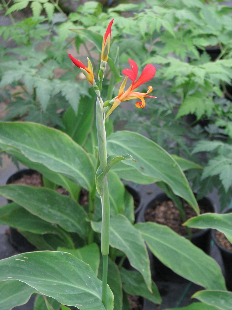 Form