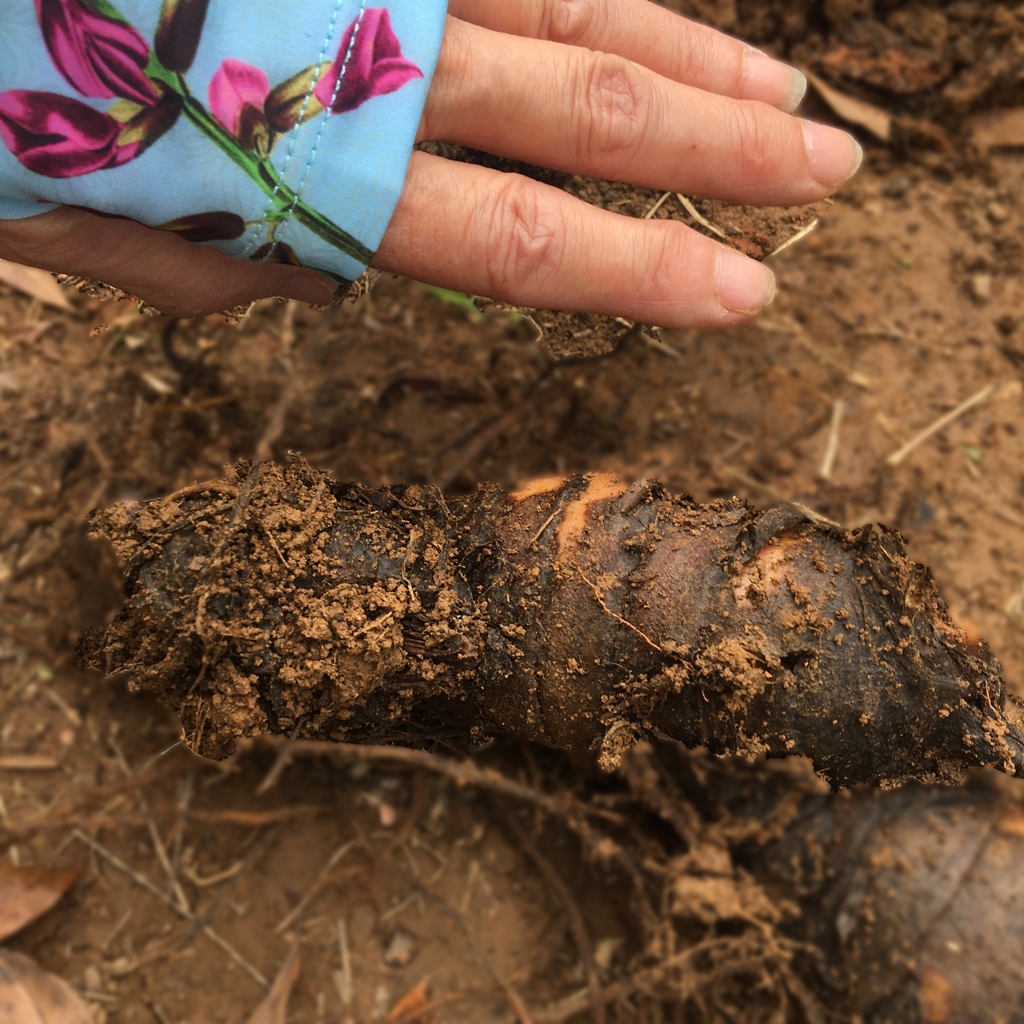 Canna tuber to be transplanted Chatham County