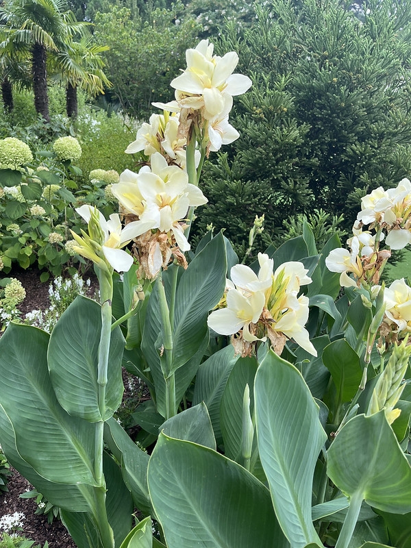 Erect shoots with large leaves & terminal pale yellow flowers.