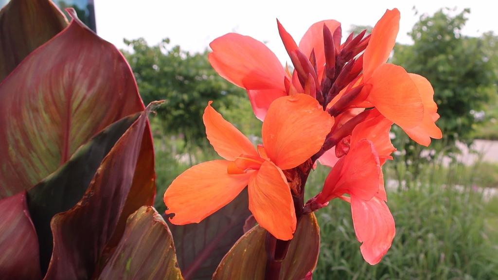 large red leaves and terminal orange flowers