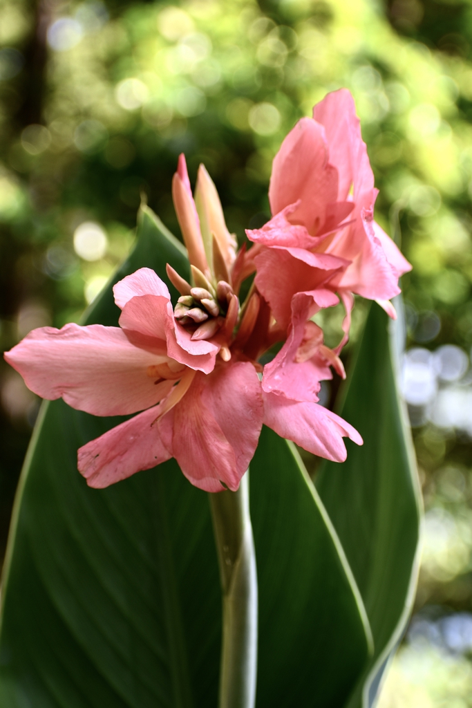 Flower - Summer - Warren Co., NC