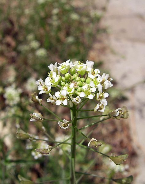 Capsella bursa-pastoris