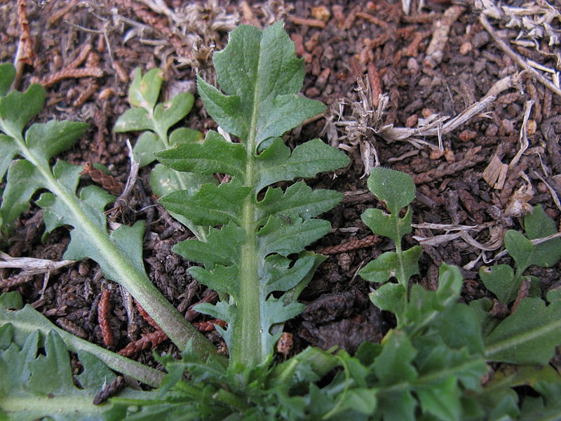 Capsella bursa-pastoris