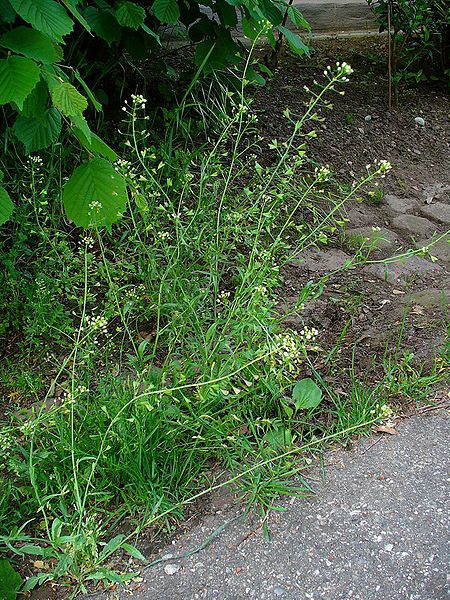 Capsella bursa-pastoris