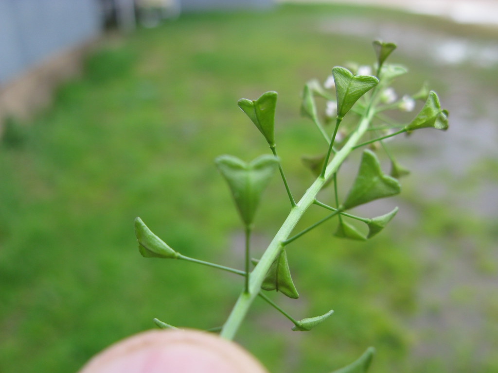 Capsella bursa-pastoris