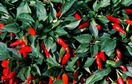 Capsicum annuum (Longum group)