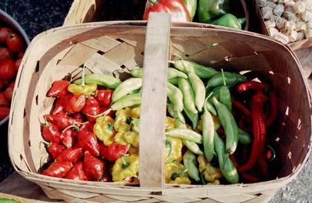 Capsicum annuum (Longum group)