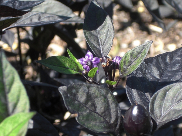 Capsicum annuum