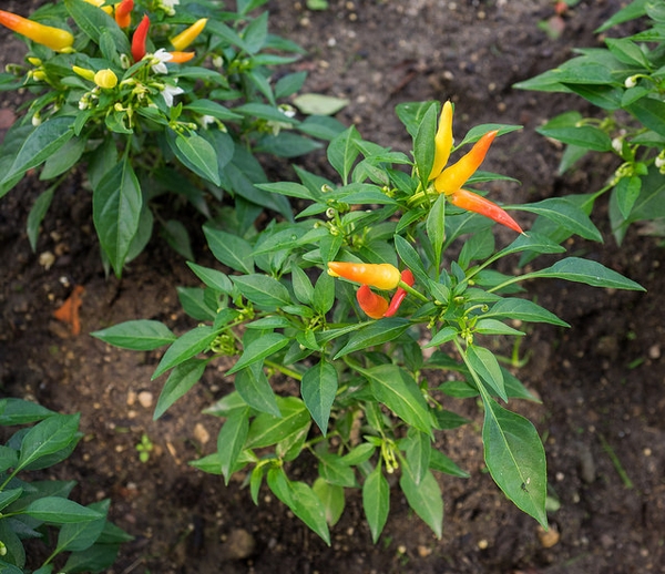 Capsicum annuum