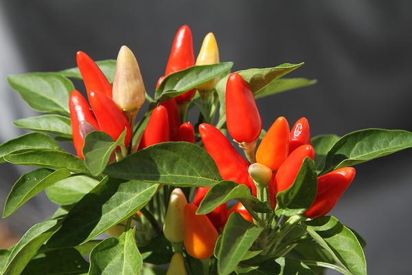 Capsicum annuum