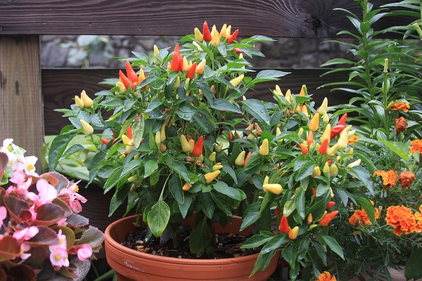 Capsicum annuum