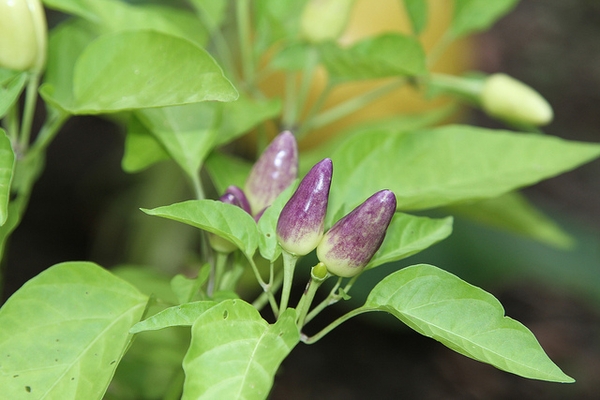 Capsicum annuum