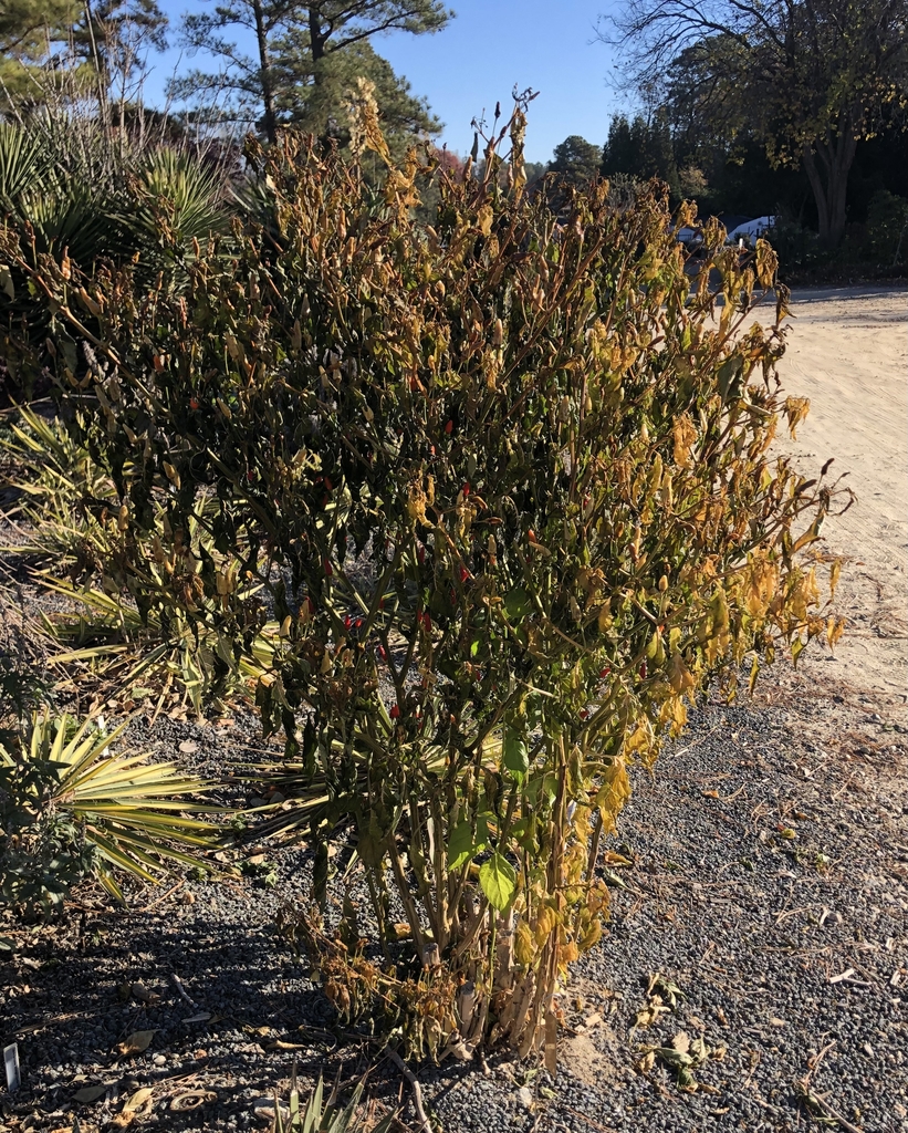 Form in winter - withered brown leaves