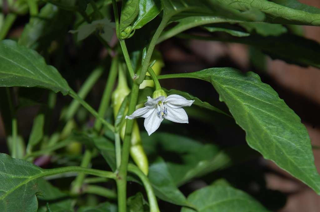 Capsicum annuum's flower