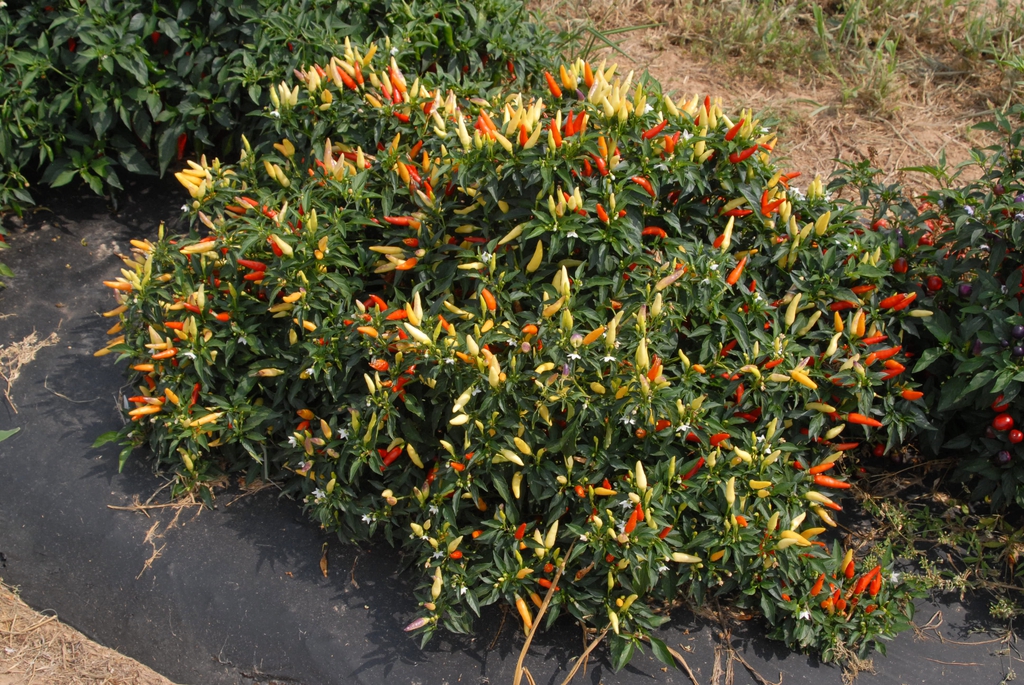 Capsicum annuum