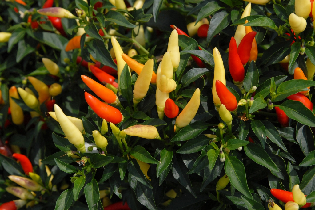 Capsicum annuum