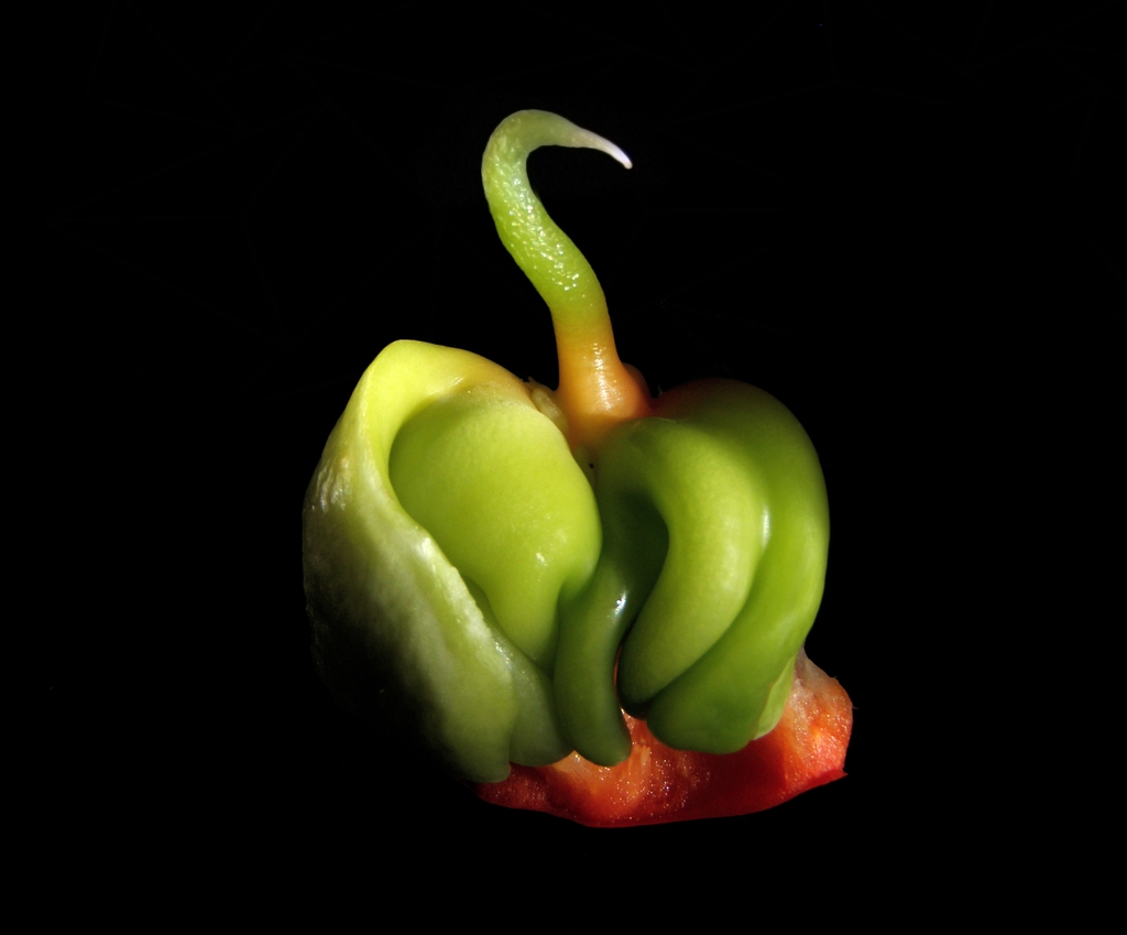 Capsicum annuum