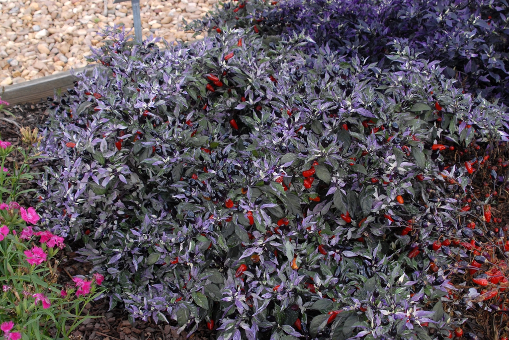 Capsicum annuum