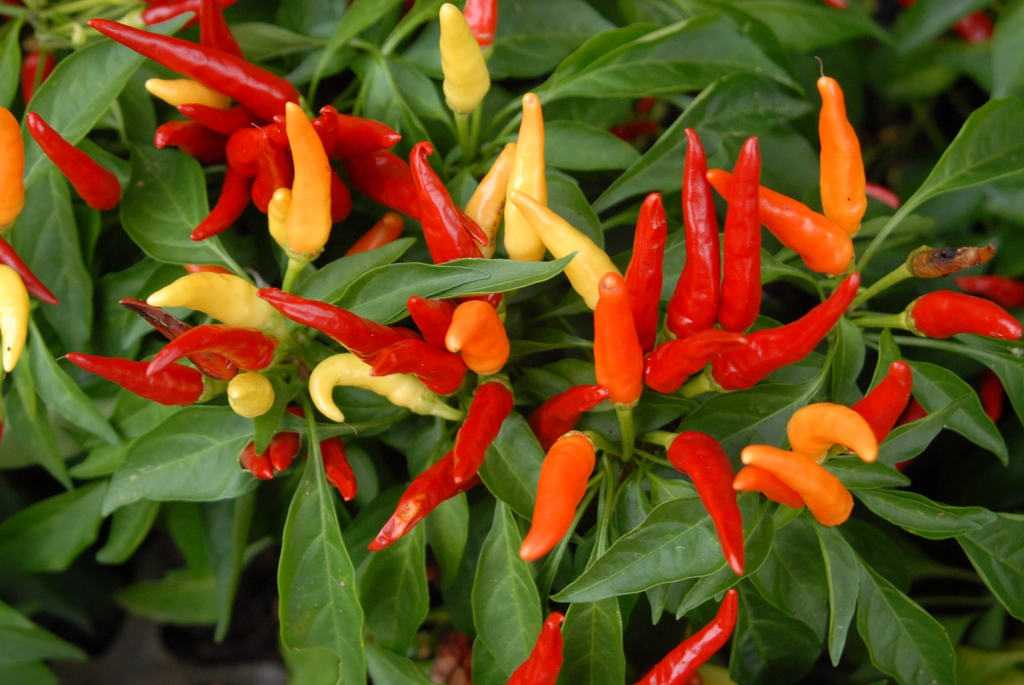Capsicum annuum 'Chilly Chili' - peppers growing close up