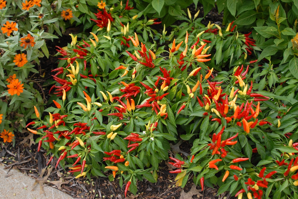 Capsicum annuum 'Chilly Chili' - full plant with peppers