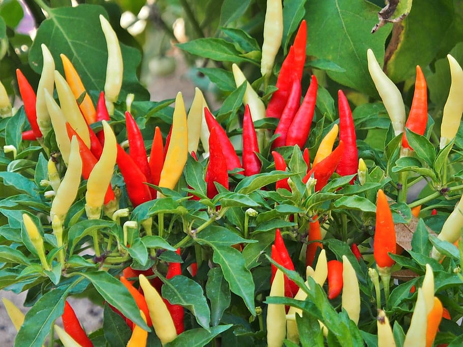 Capsicum annuum