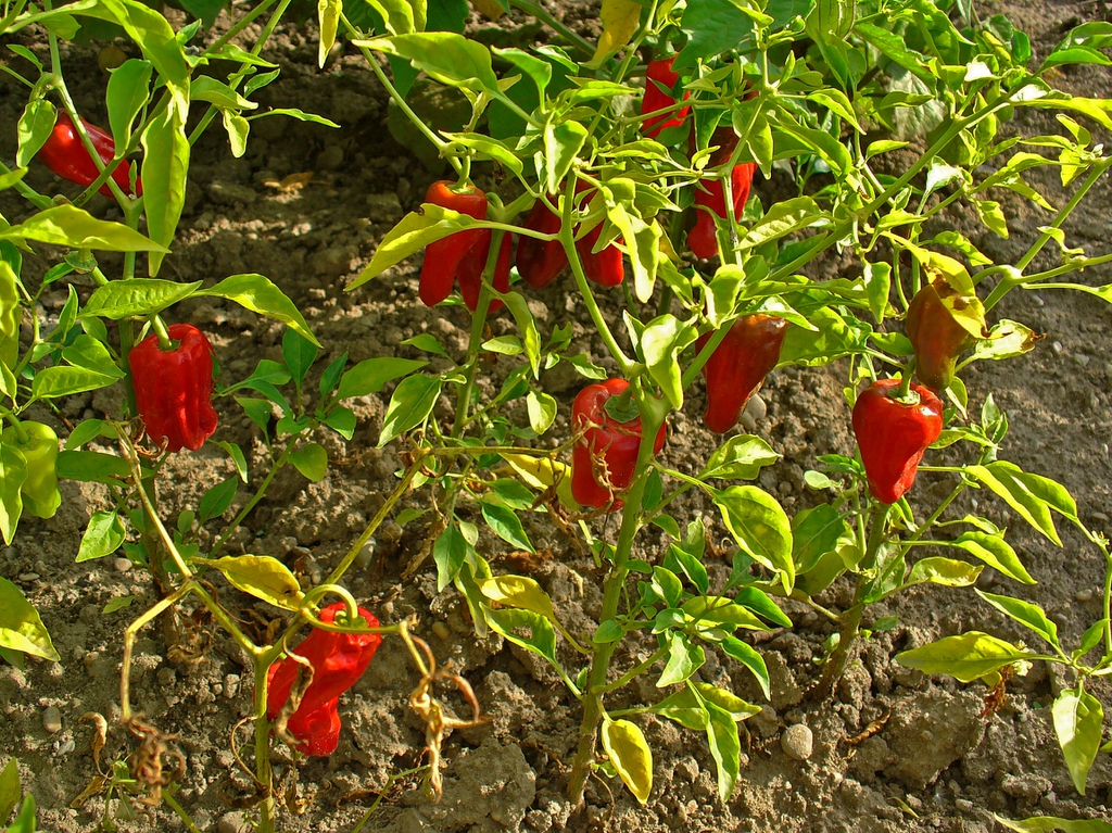 Capsicum annuum