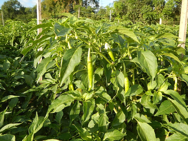 Capsicum annuum