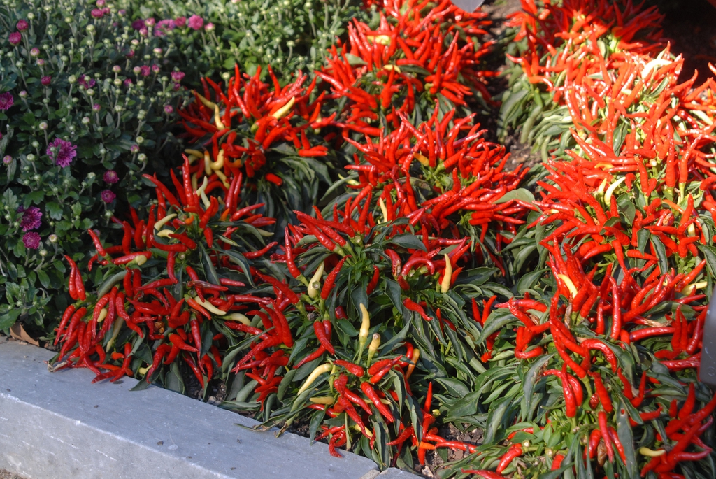 Capsicum annuum
