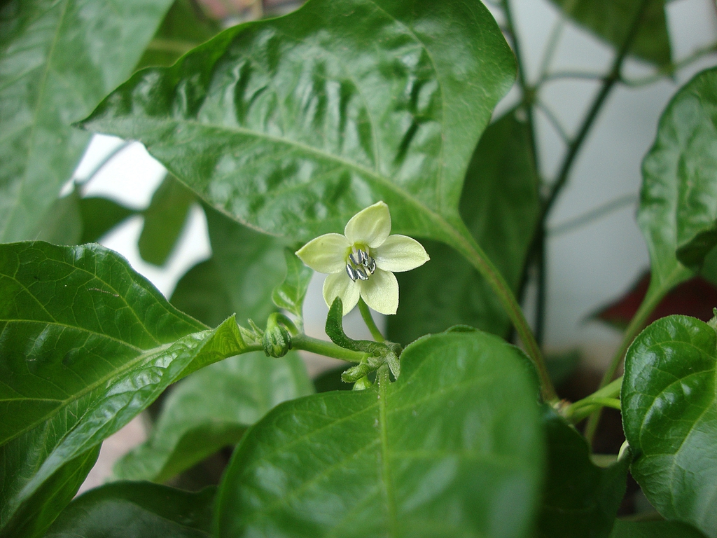 Capsicum annuum
