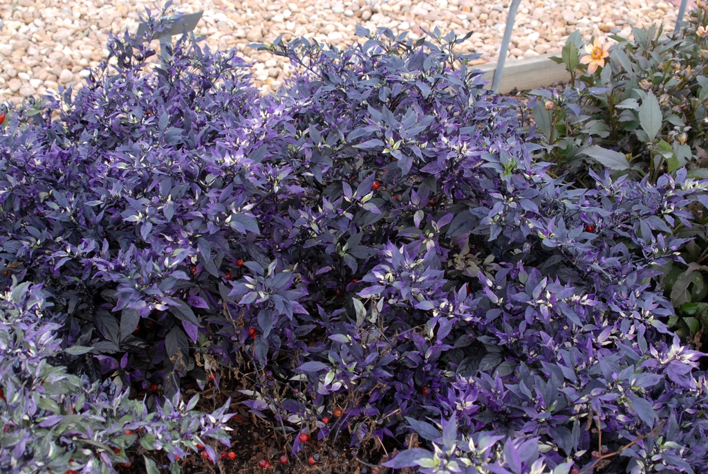 Capsicum annuum