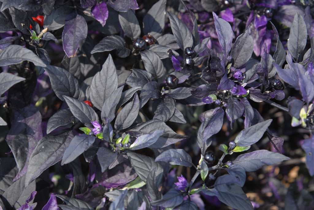Capsicum annuum
