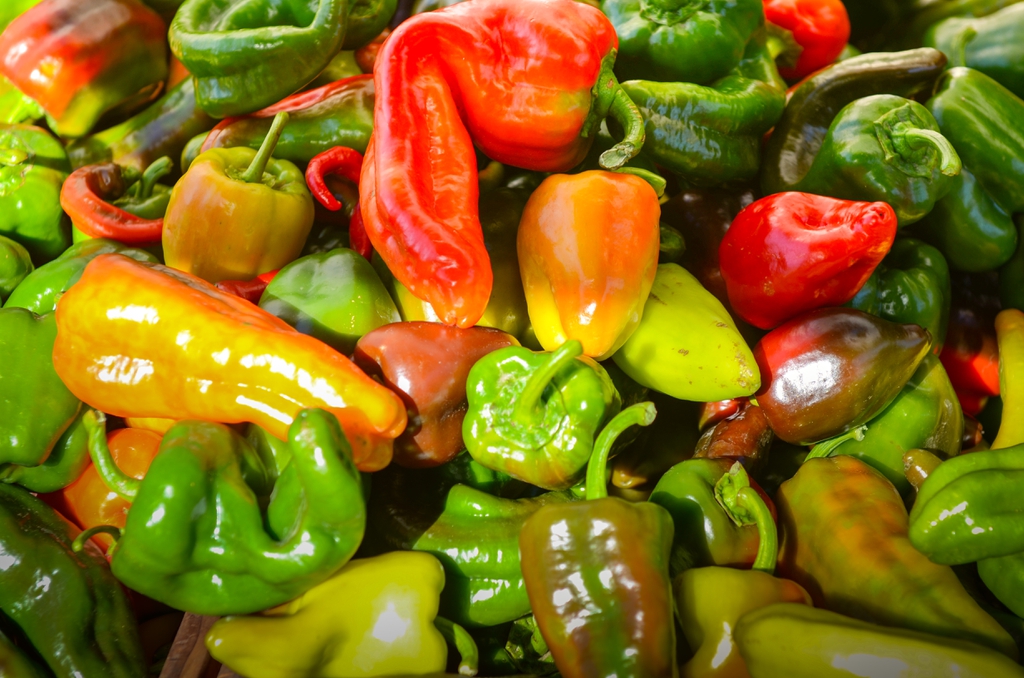 Capsicum annuum
