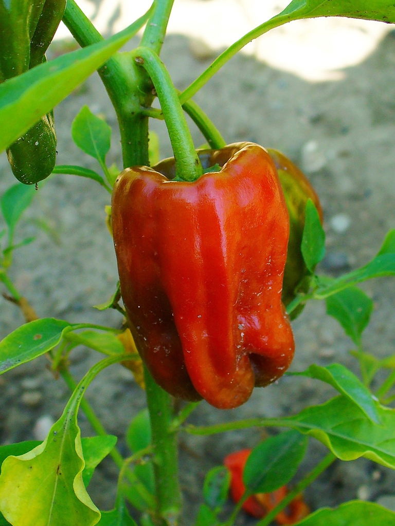 Capsicum annuum