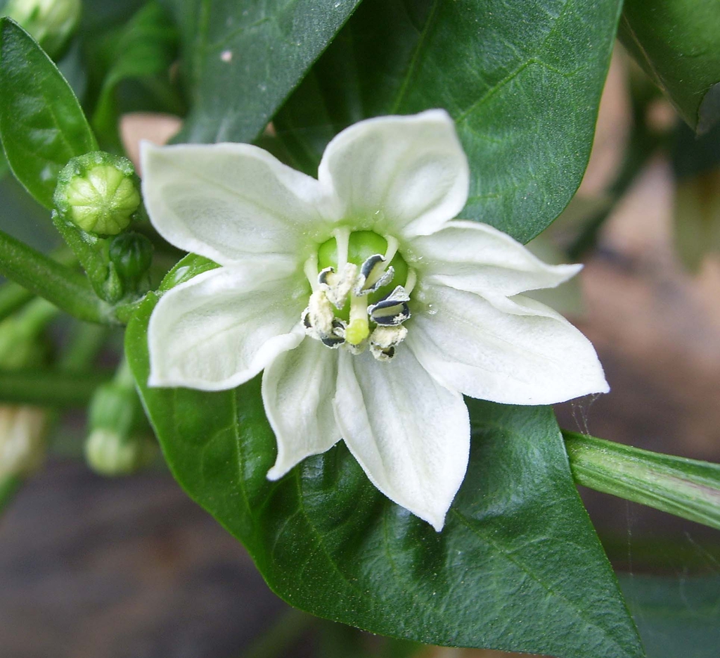 Capsicum annuum's flower