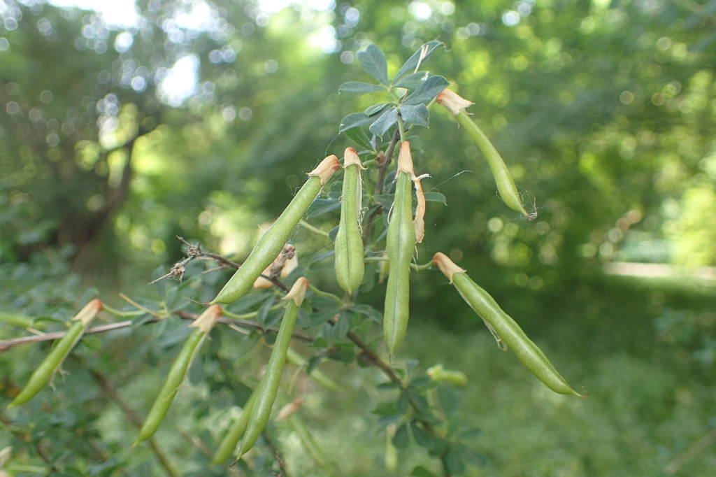 Fruit