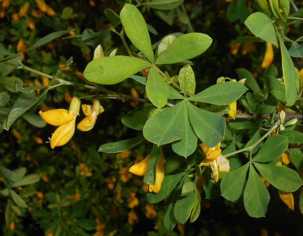 Leaves