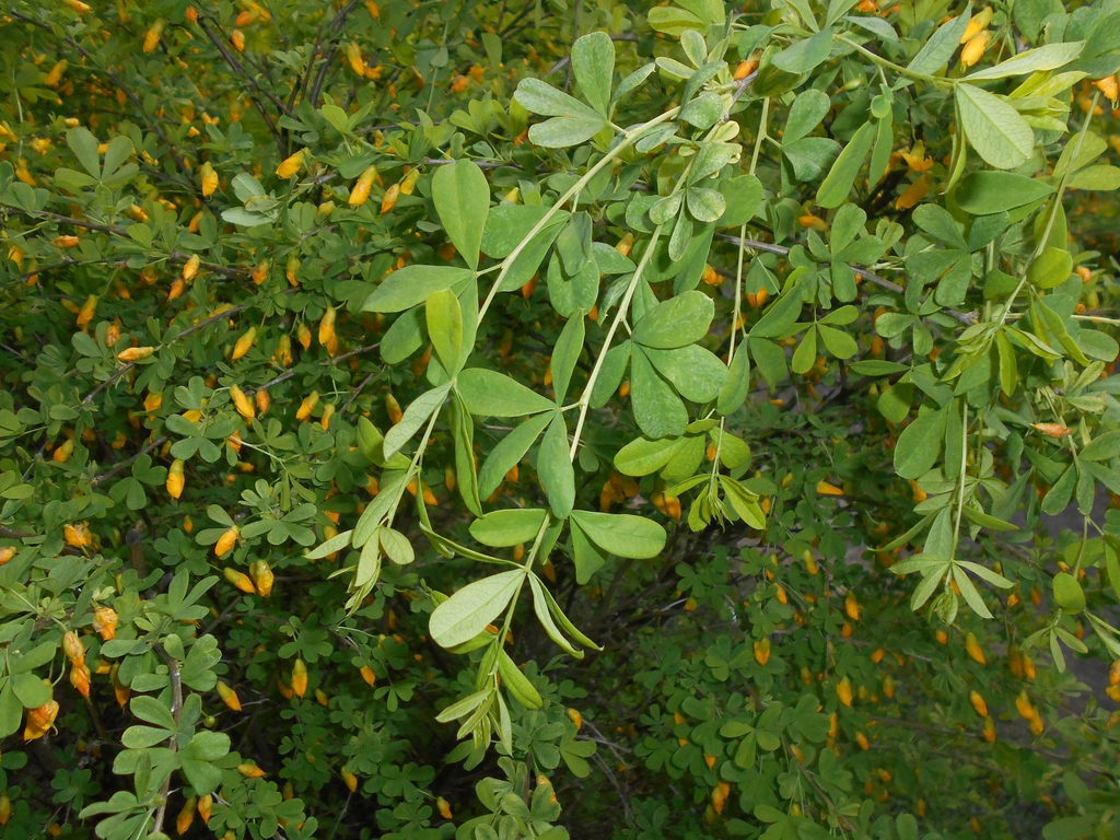 Branch