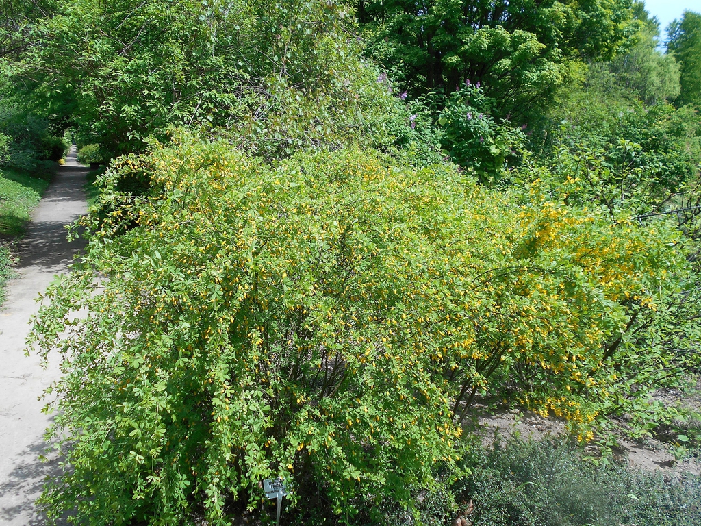 Form