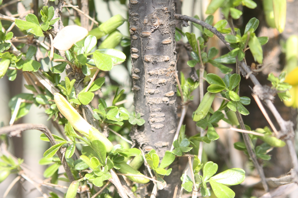 Caragana sinica