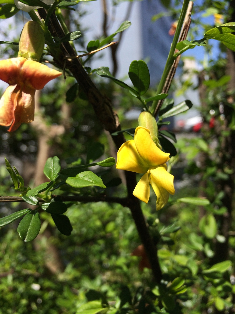 Caragana sinica