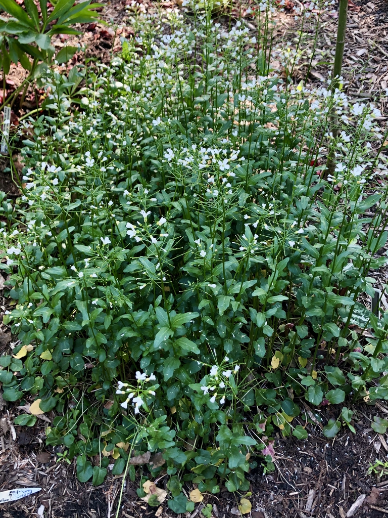 C. Bulbosa - form in April (Wake County, NC)