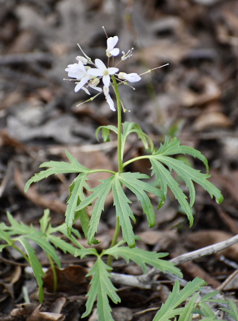 Form - Warren Co., NC