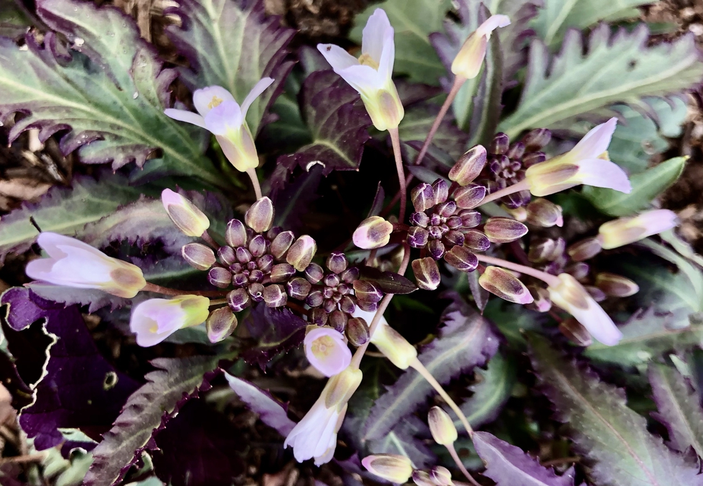 Form - March - Wake Co., NC