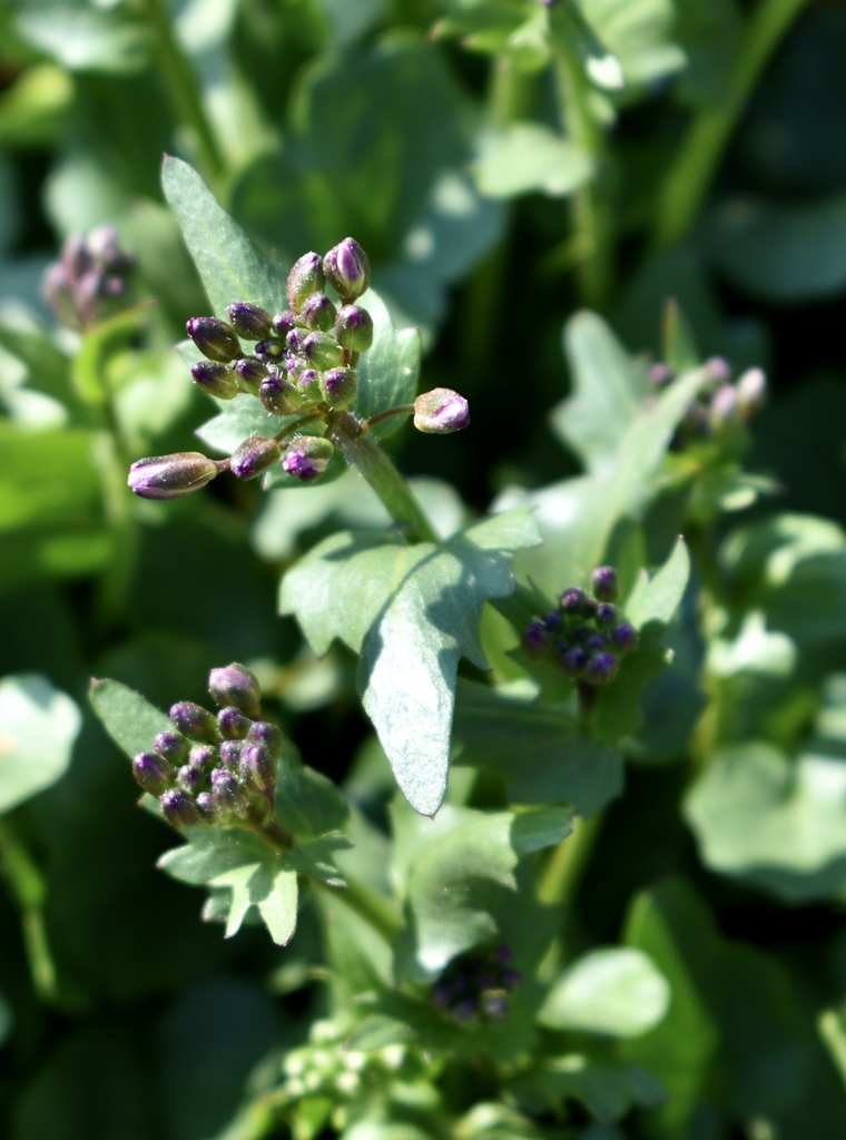 C. douglassii - Flower Buds - February - Wake Co., NC