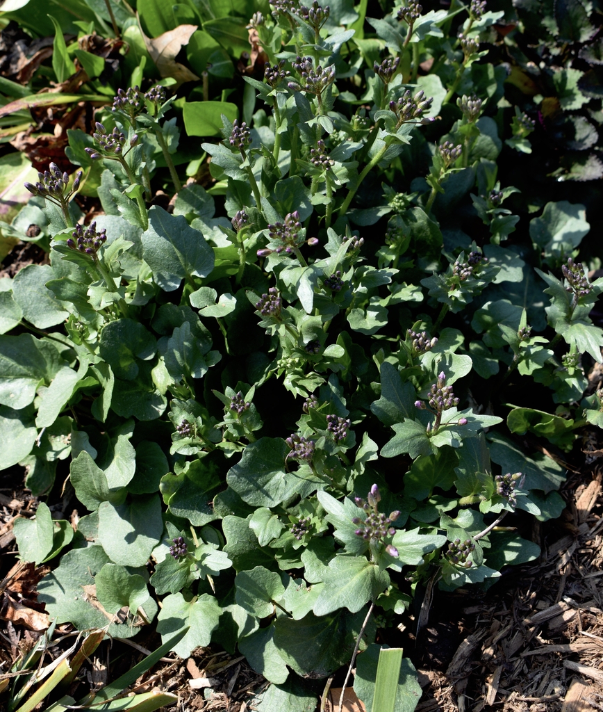 C. douglassii - Form - February - Wake Co., NC